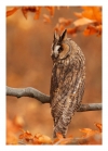 barn-owl-6